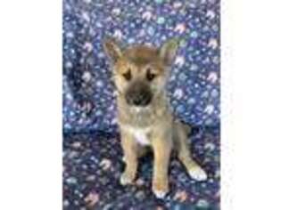 Shiba Inu Puppy for sale in Green Valley, AZ, USA