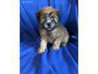 Soft Coated Wheaten Terrier Puppy for sale in Longton, KS, USA