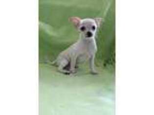 Chihuahua Puppy for sale in Riceville, IA, USA
