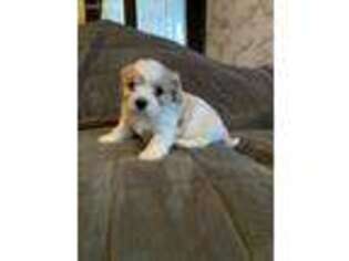 Cavachon Puppy for sale in Holly, MI, USA