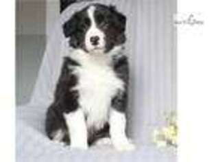 Border Collie Puppy for sale in Harrisburg, PA, USA