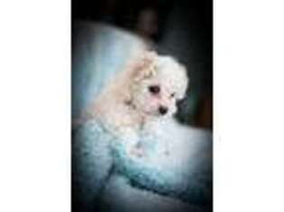 Maltese Puppy for sale in Newaygo, MI, USA