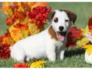 Jack Russell Terrier Puppy for sale in Henrietta, TX, USA