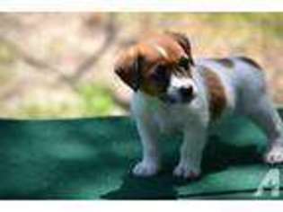 Mutt Puppy for sale in CERRO GORDO, NC, USA