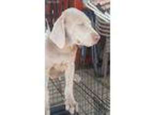 Labrador Retriever Puppy for sale in Norwalk, CA, USA
