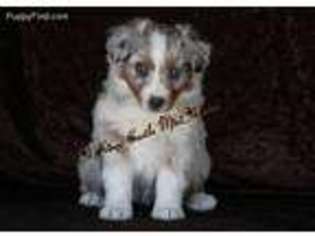 Miniature Australian Shepherd Puppy for sale in Tucson, AZ, USA