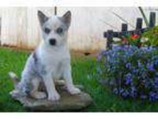 Siberian Husky Puppy for sale in Christiana, PA, USA