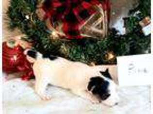 Mutt Puppy for sale in Bloomfield, IA, USA