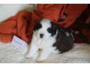 Saint Bernard Puppy for sale in Lancaster, MN, USA