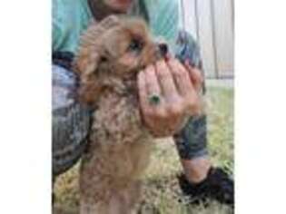 Cavapoo Puppy for sale in Spicewood, TX, USA
