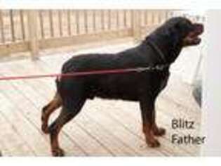 Rottweiler Puppy for sale in Wheeling, MO, USA