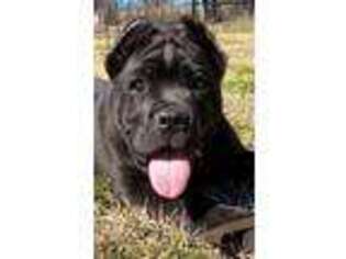 Cane Corso Puppy for sale in Ben Wheeler, TX, USA