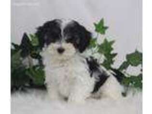 Poovanese Puppy for sale in Elnora, IN, USA