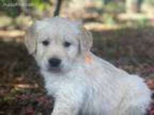 Golden Retriever Puppy for sale in Wiggins, MS, USA