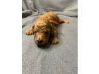 Mutt Puppy for sale in Williamsburg, KY, USA