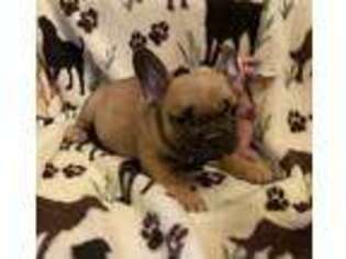 French Bulldog Puppy for sale in Phelan, CA, USA