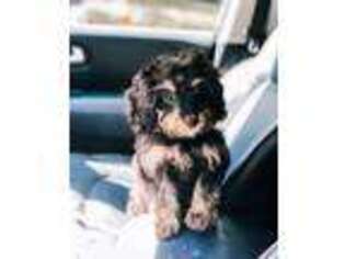 Mutt Puppy for sale in Evans, GA, USA
