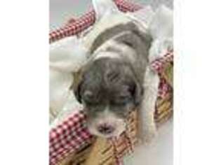 Mutt Puppy for sale in Beaverton, AL, USA
