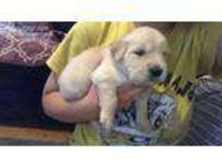 Golden Retriever Puppy for sale in Coventry, RI, USA