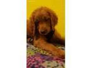 Goldendoodle Puppy for sale in Flower Mound, TX, USA