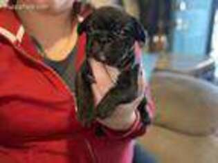 French Bulldog Puppy for sale in Murrayville, GA, USA