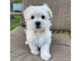 Maltese Puppy for sale in Sarasota, FL, USA