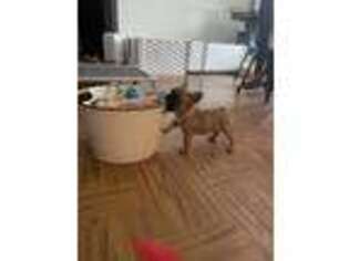 French Bulldog Puppy for sale in Mount Solon, VA, USA