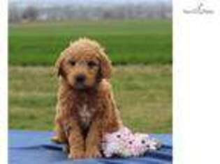 Goldendoodle Puppy for sale in Harrisburg, PA, USA