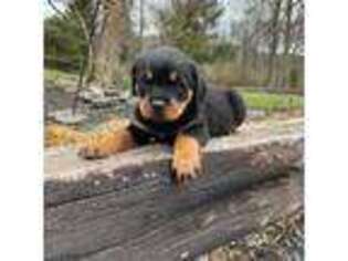 Rottweiler Puppy for sale in Lititz, PA, USA