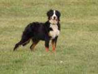Bernese Mountain Dog Puppy for sale in Harlan, IN, USA
