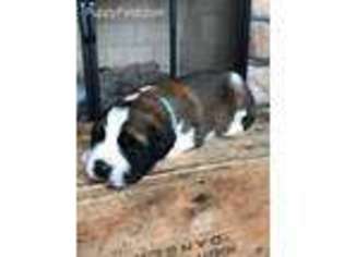 Saint Bernard Puppy for sale in Draper, VA, USA