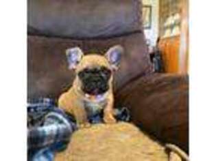 French Bulldog Puppy for sale in Parker, CO, USA