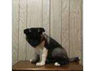 Akita Puppy for sale in Canfield, OH, USA