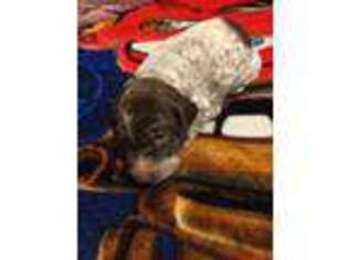 German Shorthaired Pointer Puppy for sale in Baxley, GA, USA