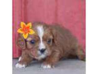 Cavalier King Charles Spaniel Puppy for sale in Lebanon, KY, USA