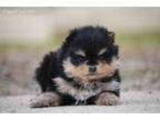 Pomeranian Puppy for sale in Junction City, OH, USA