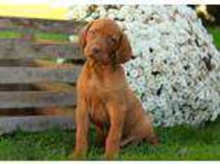 Vizsla Puppy for sale in Gordonville, PA, USA