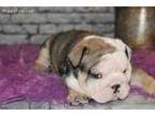 Bulldog Puppy for sale in Street, MD, USA