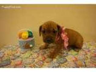 Bulldog Puppy for sale in Elkton, MD, USA