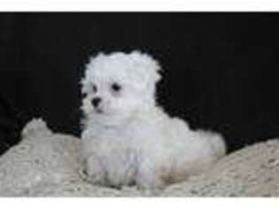 Maltese Puppy for sale in Riceville, IA, USA