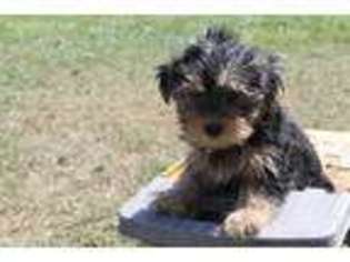 Shorkie Tzu Puppy for sale in Caulfield, MO, USA