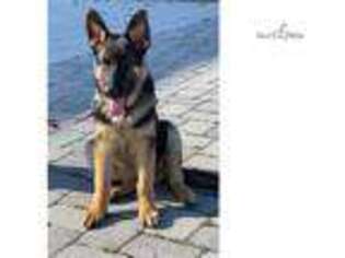 German Shepherd Dog Puppy for sale in Annapolis, MD, USA