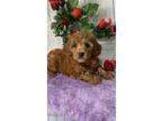 Goldendoodle Puppy for sale in Topeka, IN, USA