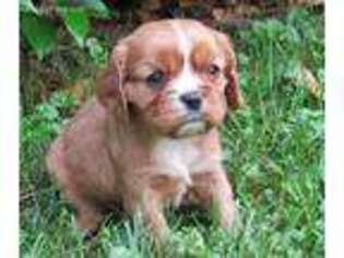 Cavalier King Charles Spaniel Puppy for sale in Jeffersonville, IN, USA