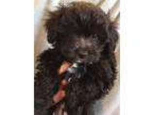 Mutt Puppy for sale in Franklin Lakes, NJ, USA