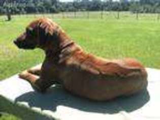 Rhodesian Ridgeback Puppy for sale in Bartow, FL, USA