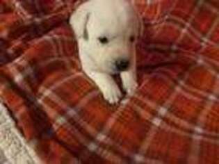 Labrador Retriever Puppy for sale in Richfield, OH, USA