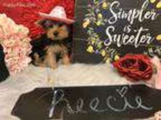Yorkshire Terrier Puppy for sale in Alamogordo, NM, USA