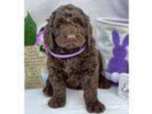Labradoodle Puppy for sale in Beaverton, AL, USA