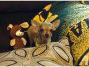 Chihuahua Puppy for sale in INDIANA, PA, USA